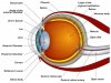 كيف ترى عين الإنسان؟