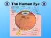 Decoding the Design: Understanding the Intricacies of the Human Eye