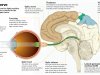 The Complex Interplay: How the Brain and Eye Work Together to Interpret Visual Information