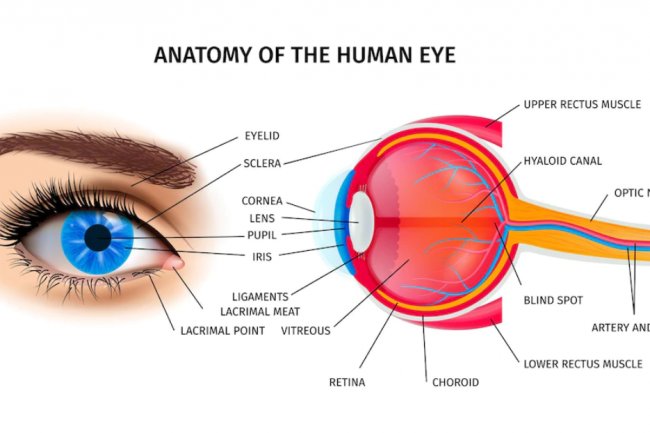 The Human Eye