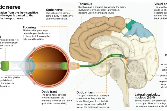 The Complex Interplay: How the Brain and Eye Work Together to Interpret Visual Information
