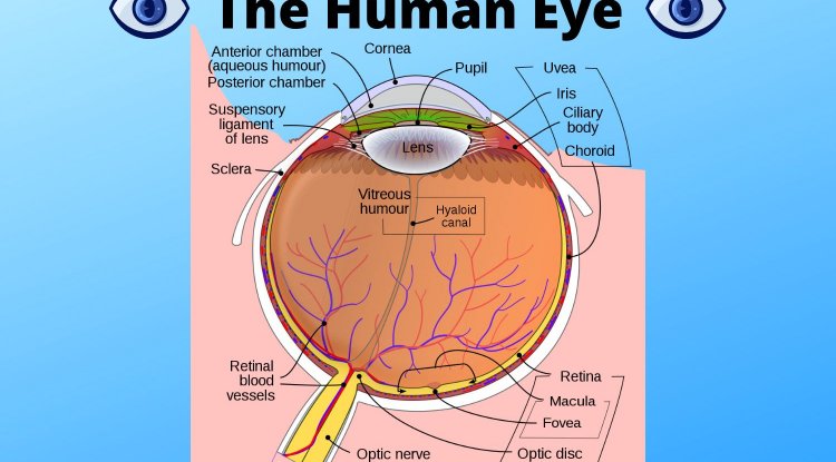 Decoding the Design: Understanding the Intricacies of the Human Eye