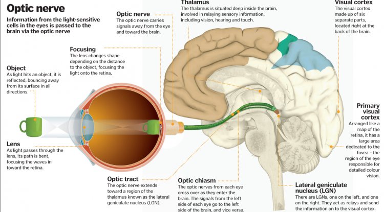 The Complex Interplay: How the Brain and Eye Work Together to Interpret Visual Information