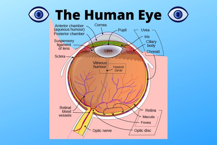 فك شفرة التصميم: فهم تعقيدات العين البشرية